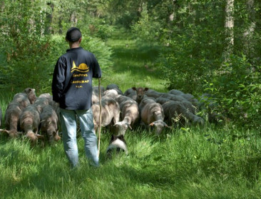 Boeren met natuurbegrazers zien klachten toenemen: "Mensen maken zich vaak vanuit onwetendheid zorgen"