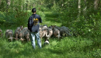 Boeren met natuurbegrazers zien klachten toenemen: "Mensen maken zich vaak vanuit onwetendheid zorgen"