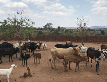 Olifanten voorkomen overbegrazing door veeteelt