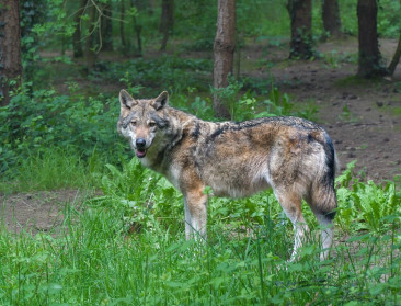 Wallonië telt 20 tot 25 wolven, maar populatie blijft "ongunstig"