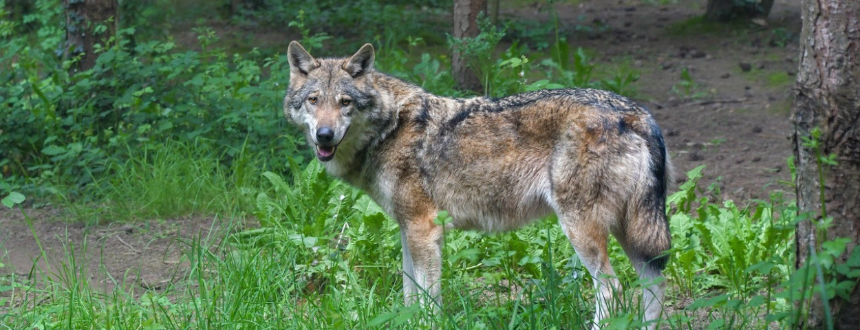 wolf