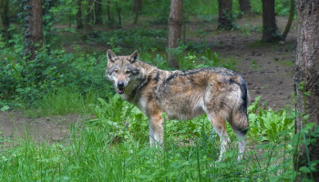 Versoepeling van beschermingsstatus wolf stap dichterbij