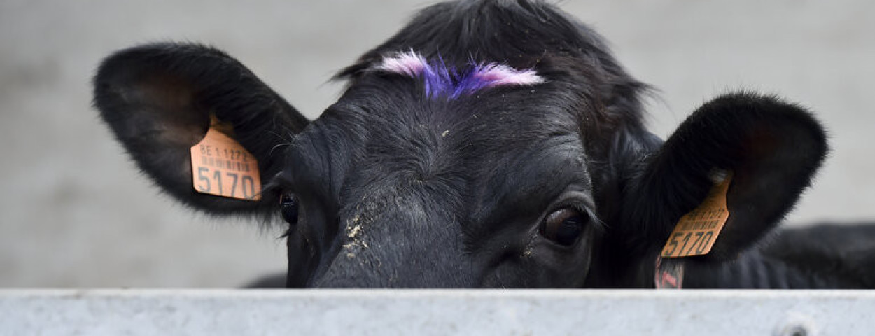 koe rund vaccinatie© European Union 2018