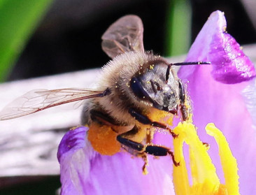 Vlaams-Brabantse gemeenten mikken op 67,5 ha bloemen