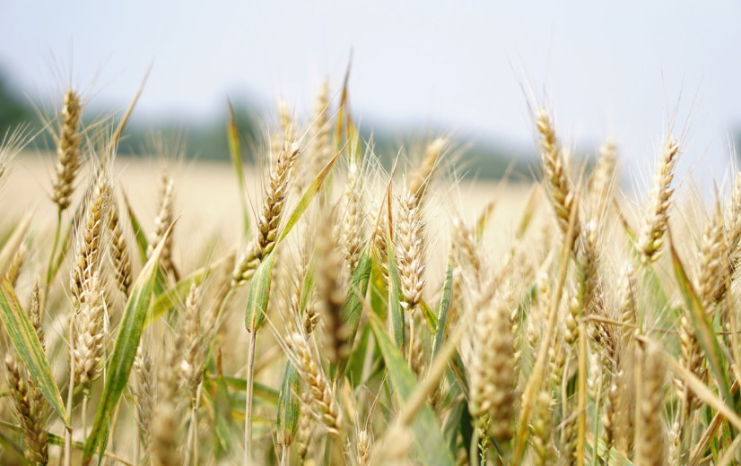 Verduurzamingsstrategie Dossche Mills zet de deur op een verdere kier voor Vlaamse baktarwe