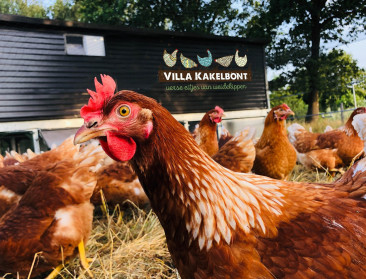 Kraakverse land- en tuinbouwproducten moeten prestaties Rode Duivels bevorderen