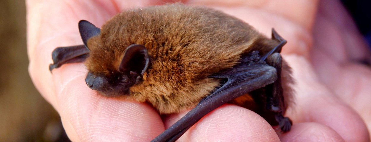 Gewone dwergvleemruis Pipistrellus pipistrellus ©AdobeStock_Inagro