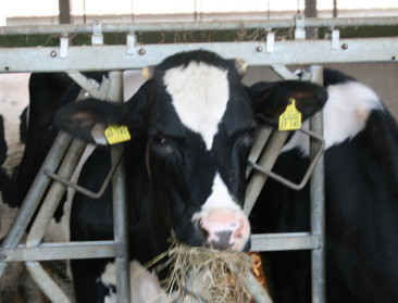 Meerderheid leden behoudt vertrouwen in Milk Trading Company