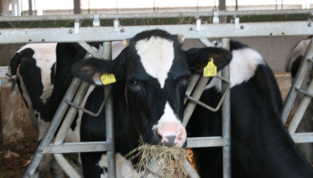 Groen vraagt uitkoopregeling voor rundvee