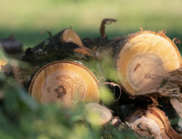 België draaischijf in handel illegaal gekapt tropisch hout