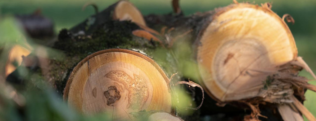 houtkapontbossingboombomen-1280