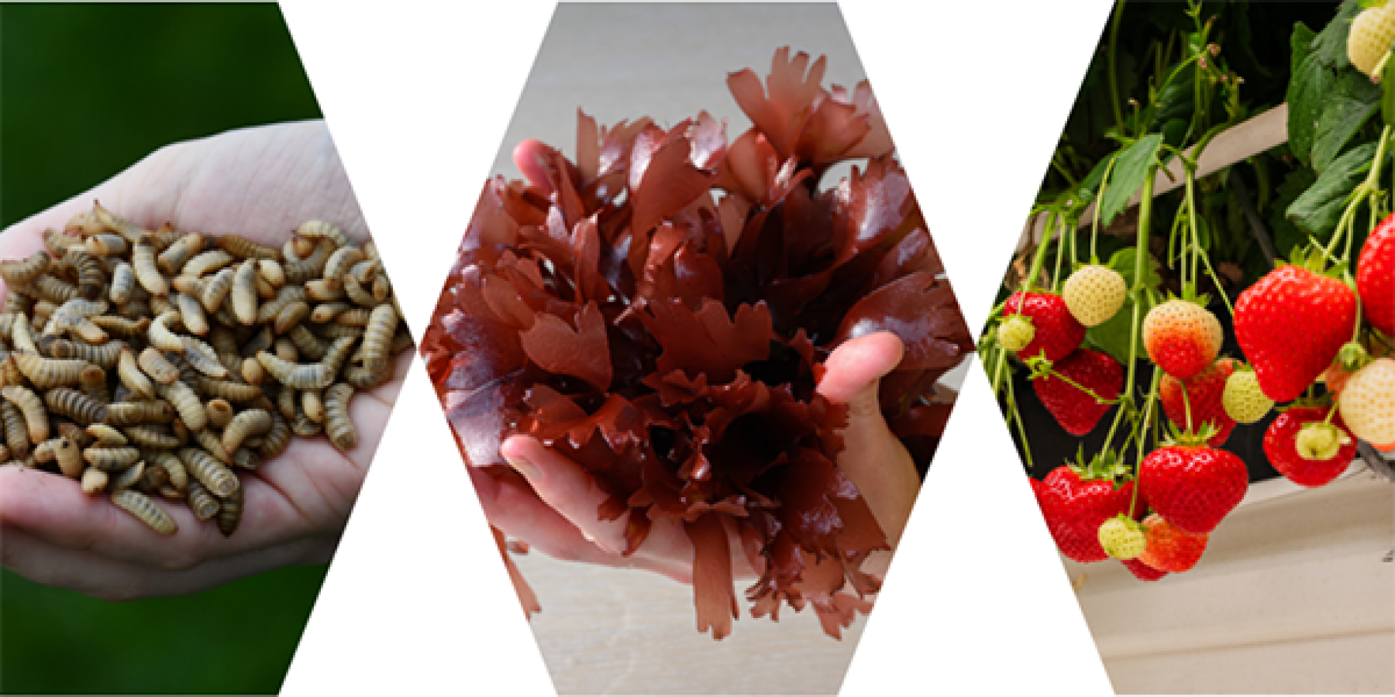 Kick-off AEP-Pulse: van reststroom tot grondstof