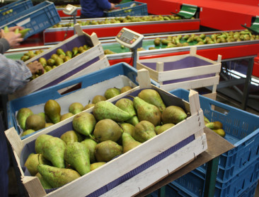 Sector voorspelt extreem lage appel- en perenoogst