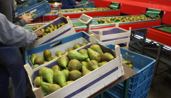 Sector voorspelt extreem lage appel- en perenoogst