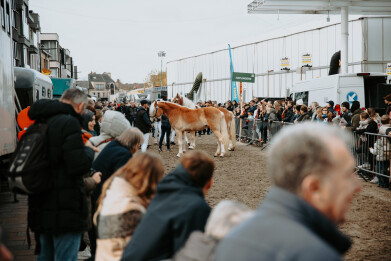 jaarmarkt sint lievens houtem veiling vee paard