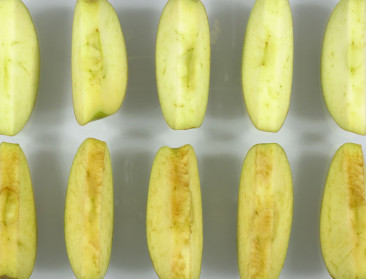 VS laat teelt toe van ggo-appel die niet bruin wordt