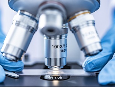 Vaccin om E.coli-bacterie uit te roeien bij koeien