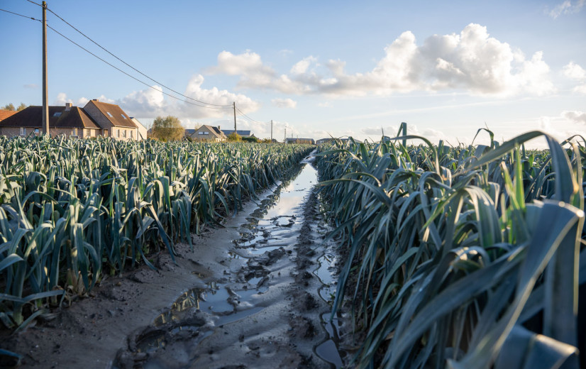 Regenval en kletsnatte velden stuwen prijzen industriegroenten tot 25 procent