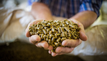 Zorgen bij Deense boeren over methaanremmer Bovaer: Vlaanderen ziet geen gelijkaardige problemen