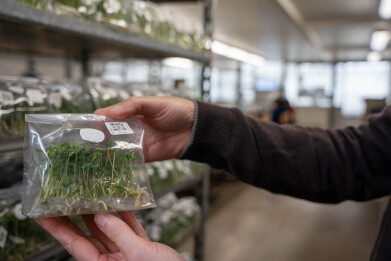 couveuseplanten uit Vietnam