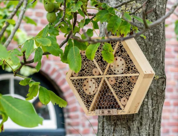 Invasieve exoot koploper bij Insectenzomer van Natuurpunt