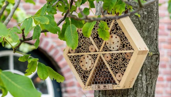 Invasieve exoot koploper bij Insectenzomer van Natuurpunt
