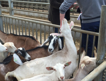 Maatschappelijk draagvlak voor landbouw is niet evident