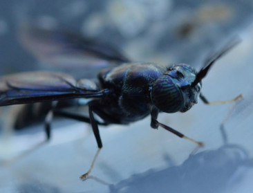 "Insecten als diervoeder zijn deel van de oplossing"