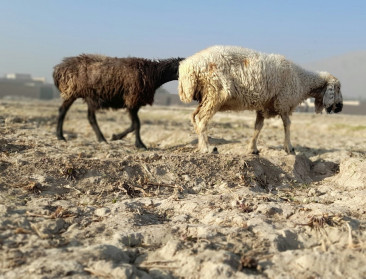 Irak kampt met grootste watertekort in 80 jaar