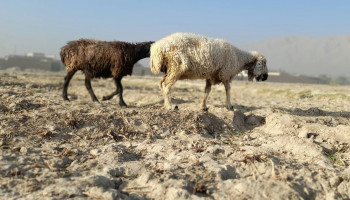 Irak kampt met grootste watertekort in 80 jaar