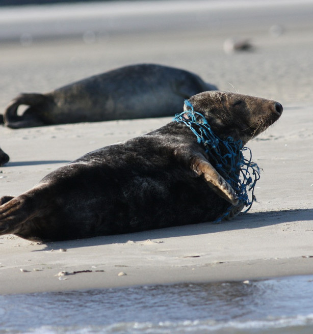 Dubbel zo veel dode zeehonden aangespoeld aan Belgische kust in 2021