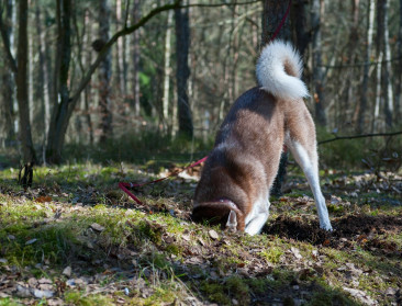 Trouw, maar dodelijk: de verborgen impact van honden op de natuur