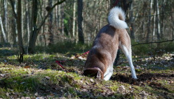 Trouw, maar dodelijk: de verborgen impact van honden op de natuur