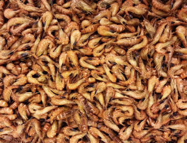 Kunnen garnalen ingezet worden als gewasbescherming?