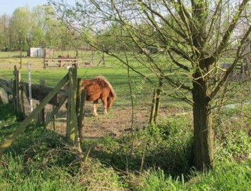 Nieuwe subsidies voor Limburgs platteland