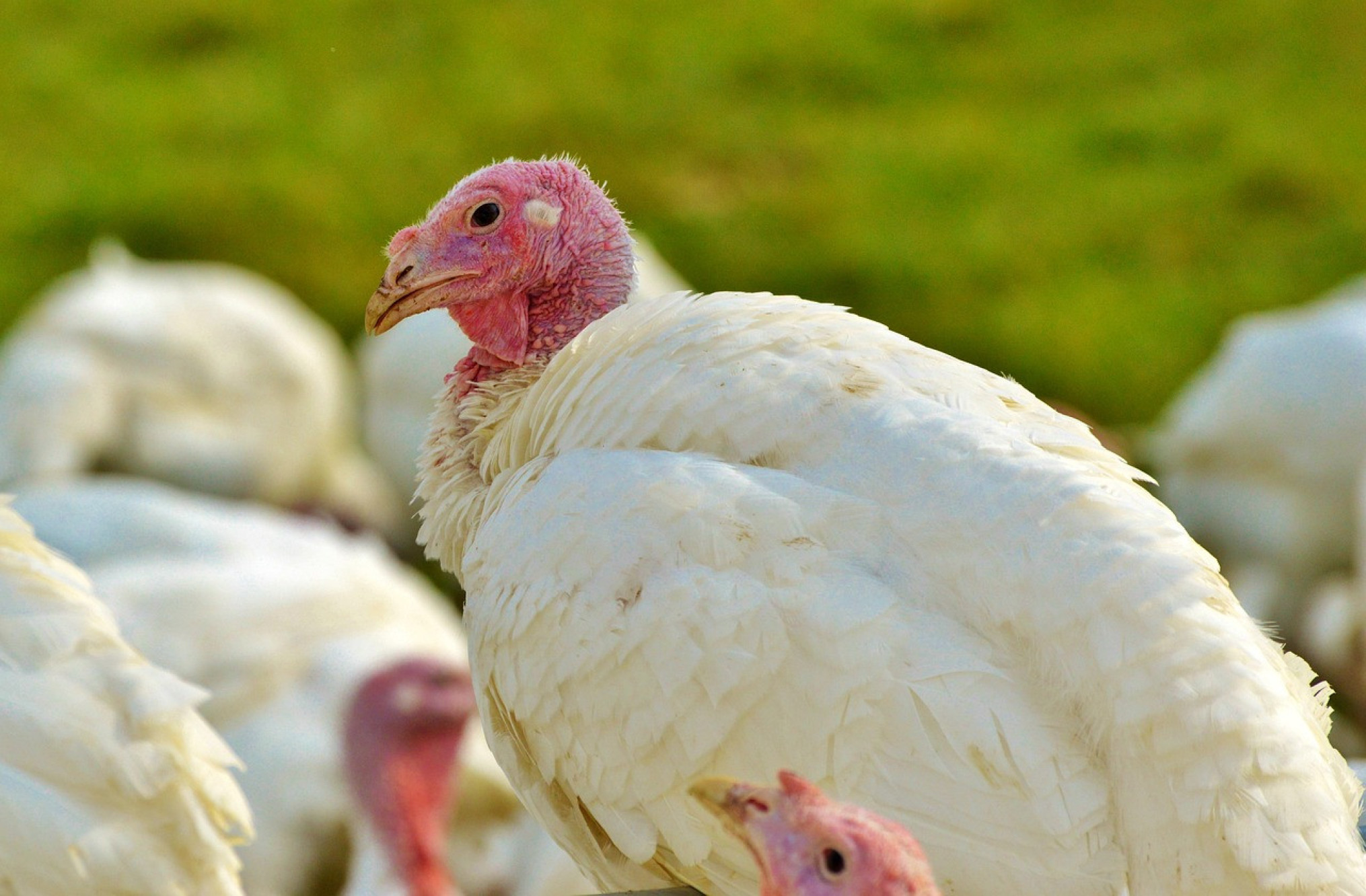 Gelukkigere dieren en minder uitval: ILVO onderzoekt zi