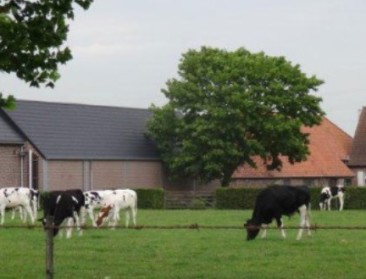 Nieuwe regels maken AER-maatregelen werkbaarder voor rundveehouders