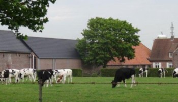 Nieuwe regels maken AER-maatregelen werkbaarder voor rundveehouders