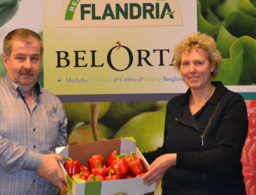 Areaal paprika breidt sterk uit bij BelOrta