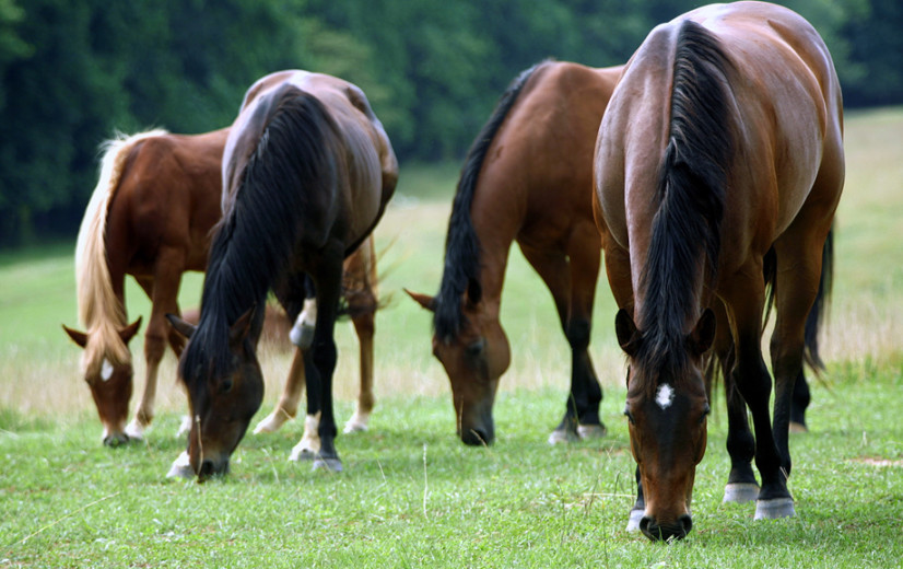 Sector na paardenvleesschandaal: "Paardenvlees is circulair sluitstuk van sport- en hobbypaardenhouderij"