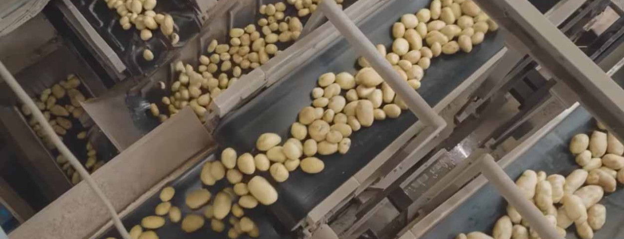 aviko productie aardappelen frieten