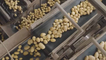 Ook Aviko plant uitbreiding frietproductie in Poperinge