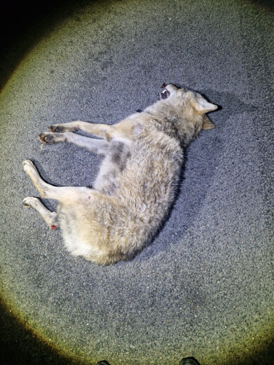 Doodgereden wolf_Geel-Bel_7 november 2025_beeld 01
