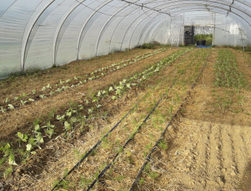 Zal weersverzekering matchen met complex teeltplan?