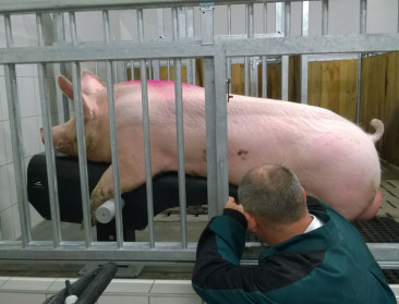 Online vergelijkingstool helpt boer bij keuze eindbeer