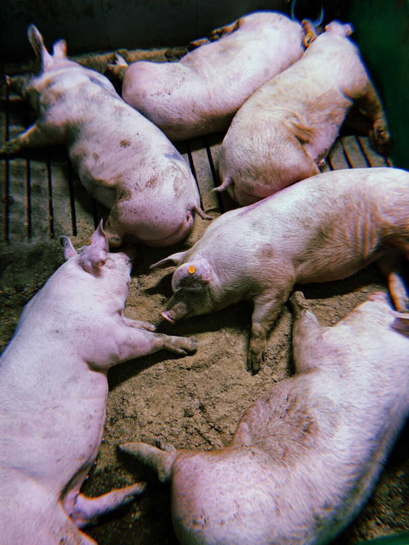 extra foto_liggende vleesvarkens