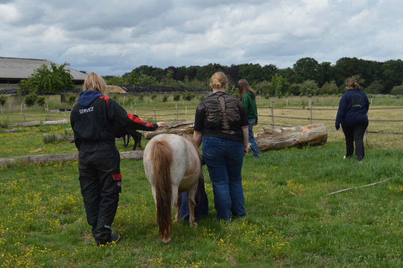 zorgboerderij_pony2