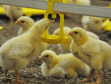 Nederland vaccineert kippen tegen vogelgriep in testproject