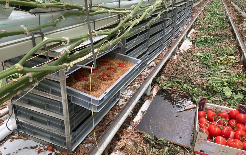 Vijf West-Vlaamse serretelers starten met kweek van meelwormen