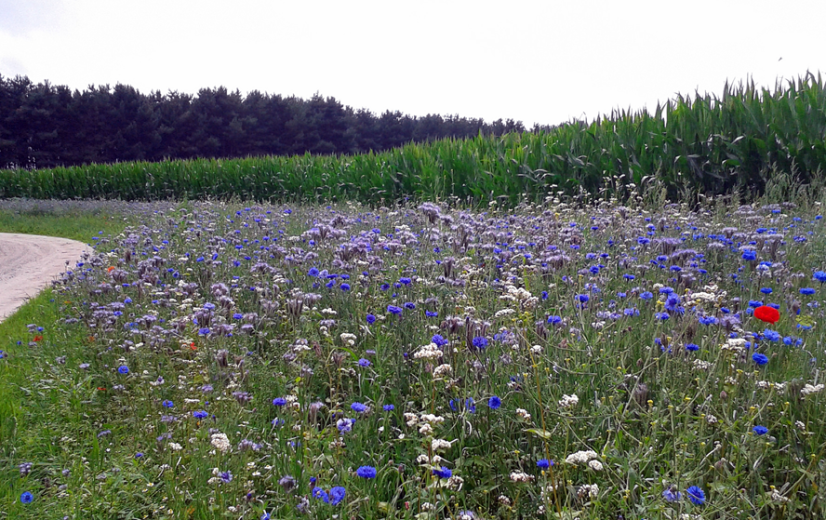 Boeren krijgen 16,7 miljoen euro voor meer biodiversiteit via beheerovereenkomsten